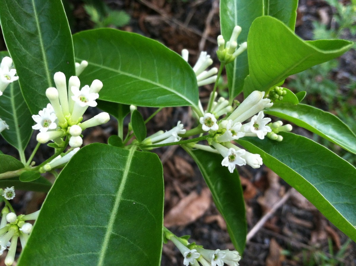 Osmanthus fragrans Sweet Osmanthus Fragrant Olive 5 seeds | eBay