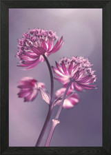 Purple flowers Framed Wall Art Poster Canvas Print Picture