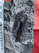 Selten angeboten! Fossiler Fisch 🐠 Paralepidotus ornatus aus Österreich 🇦🇹