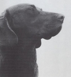 * Chesapeake Bay Retriever - CUSTOM MATTED - Dog Art "Photo Print" - 1964