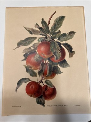 VINTAGE Set Of  4 - Carlos Von Riefel - Prints Malus Vitis Fragaria Rubus