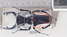 D51170. Insects, Lucanidae: Odontolabis Cuvera sp. Vietnam Central