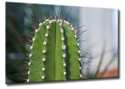 mammillaria swinglei Mammillaria Sp