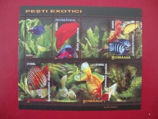 Briefmarken Block Rumenien Fische