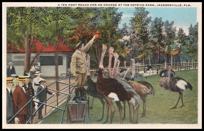 Ostrich Farm, Feeding the Ostriches, Jacksonville, Florida FL, Postcard