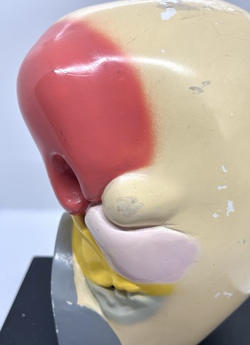 Vintage Giant Anatomical Kidney Model On Wood Base Wilson Ward Anatomy Models - Picture 2 of 14