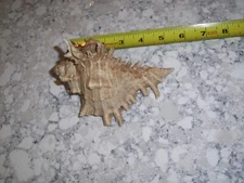 MUREX SEA SHELL APPROXIMATELY 5" IN LENGTH