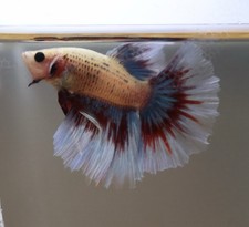 Red/White/Blue Young Growing Halfmoon Male Betta - USA Bred - HM2-12