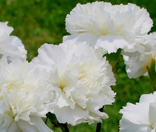 CARNATION GRENADIN WHITE Dianthus Caryophyllus - 200 Bulk Seeds