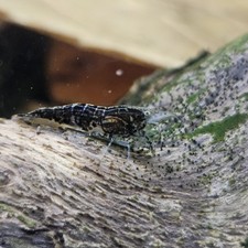 20 2 Wild Type Dwarf Shrimp Neocaridina Davidi USA Hobbyist Bred  Heat Pack