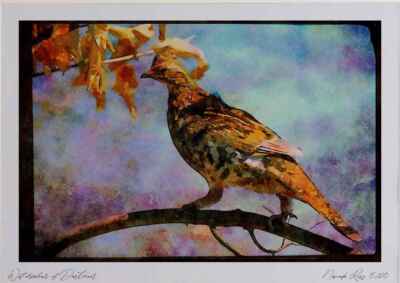 352092 Gerafftes Auerhuhn thront auf einem Baumglied Aquarell Bild limitierte Auflage A4