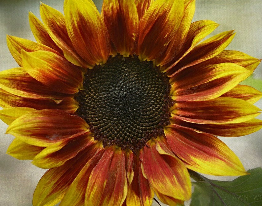 sunflower171707ページ Sunflowers (Solar Eclipse) - 10 Seeds - Pollenless Cut