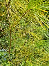 White Pine Tea Needles Organic Infusion Fresh Picked Wild Wisconsin Grown