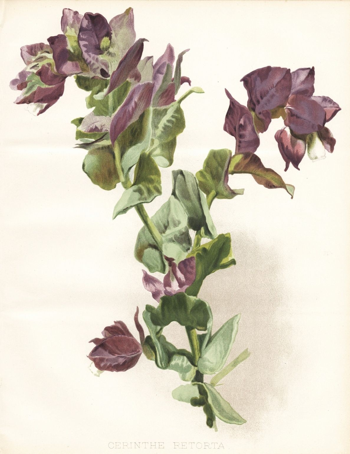 Cerinthe Retorta Flor Peloponeso Botánica Robinson Litho