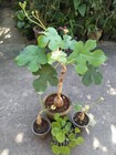 Foto 6 di 7