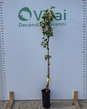 PLANTE DE PISTACHE EN POT « C-ESPECIAL » À GREFFE UCB1 (mâle)