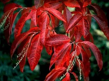 Lily of the Valley Tree, Oxydendrum arboreum, Seeds (Fall Color, Fragrant)