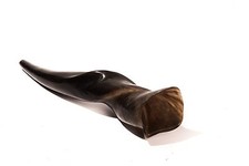 Shofar Eland Horn For Sale 18''-22'' Kosher Polish Good Sound Shofars Chofar