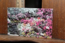 Vintage Postcard Free US Shipping Azalea Show Lincoln Park Conservatory