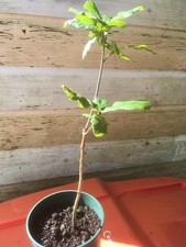 English Oak / Quercus, 29cm sapling, 4½ years old, £7.50 free uk post