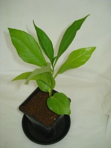 Indian Baobab Tree Bonsai