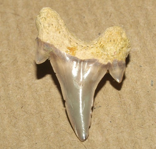 Dwardius siversoni, dente di squalo MOLTO BELLO, Albiano della regione di Belgorod, Russia - Foto 6 di 11