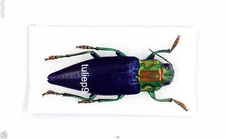 Beetle-Buprestidae - Jewel Beetle - Cyphogastra nigripennis (MorF)  - Indonesia