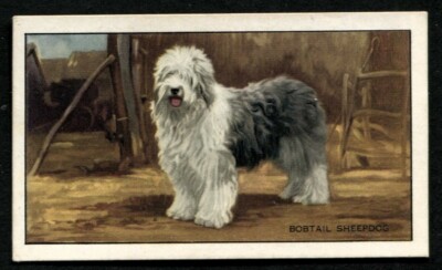 Tabakkarte, Gallaher, Hunde, 1936, 1. Serie, Bob Tail, Old English Sheepdog, #6