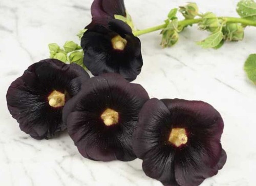50+ SEEDS BLACK HOLLYHOCK FLOWER SEEDS BUY2GET1FREE(add2incart) - Picture 2 of 2