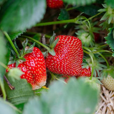 Ozark Everbearing Strawberry Plants – 5 Bare Roots – From Hand Picked Nursery