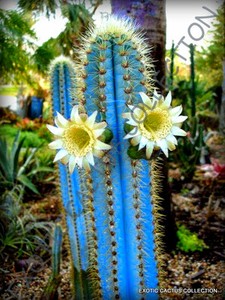 RARE PILOSOCEREUS PURPUREUS @J@ exotic color columnar cacti cactus ...