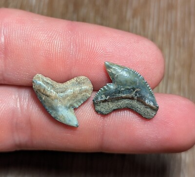 Killer Pair Of Tiger Shark Teeth From Central Florida Hawthorne Formation