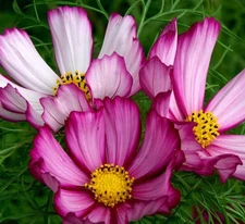 200+ Candystripe Cosmos Seeds **Fresh Seeds** ~~Free Shipping~~
