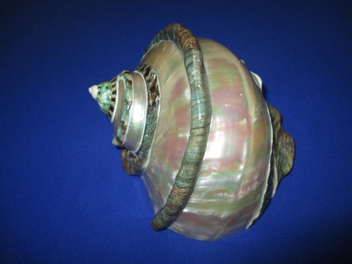 HUGE Turbo marmoratus polished,183mm length(7.4 inch)Nice color-Beautiful Shell - Picture 2 of 11