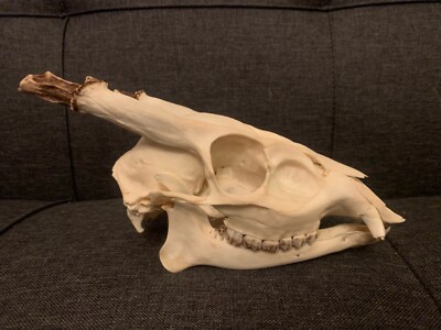 Muntjac Deer Skull Taxidermy Oddity Curiosity Trophy Bone Antler