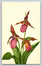 Smithsonian Pink Lady's-Slipper Flower Postcard Printed 1960s Unposted