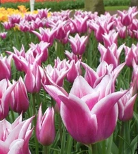 8 - BALLADE LILY TULIP Flower Bulbs -  Blends Of Royal Purple & Ivory White