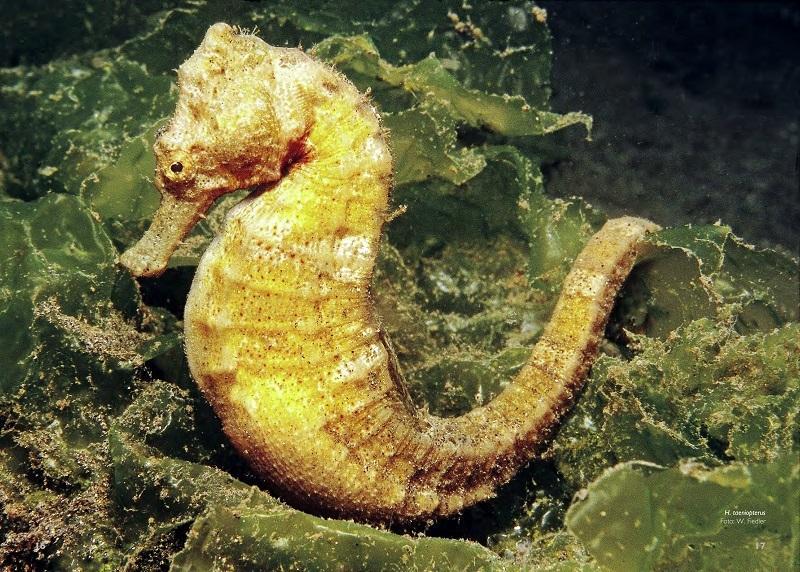 Thumbnail - Seepferdchen Meerwasseraquarium Wolfgang Mai