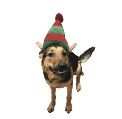 dog elf hat