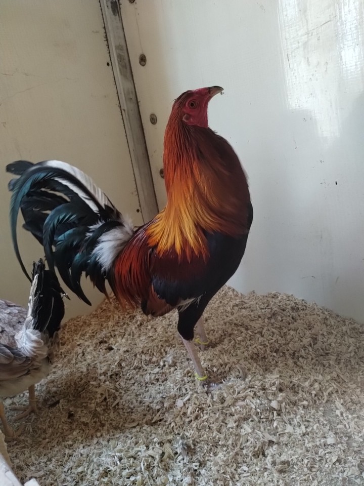 Real Deal chicken hatching eggs for sale 6 Eggs One Extra+( 7 )(Kelso