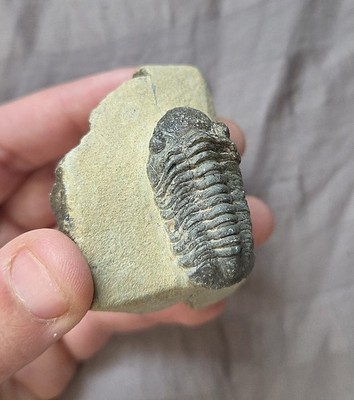 Great Phacopid Trilobite Fossil Arthropod From The Devonian of Morocco