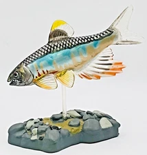 Pale Chub Oikawa Nature's Japan River Life Fresh Water Fish Real Figure Colorata