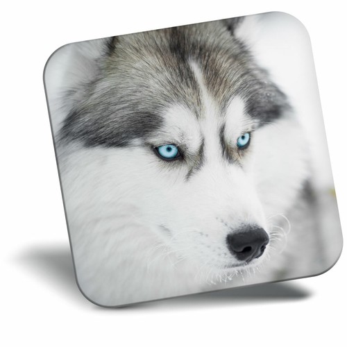 pescado miércoles Timor Oriental Impresionante imán para nevera - Husky siberiano perro ojos azules regalo genial #2697 7626007074283 | eBay pescado miércoles Timor Oriental Impresionante imán para nevera - Husky siberiano perro ojos azules regalo genial #2697 7626007074283 | eBay