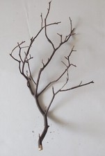 Natural Red Manzanita Branch/Tree Decor 8 in Tall