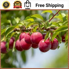 Online Orchards Dwarf Santa Rosa Plum Tree Bare Root Fruit