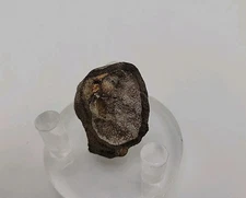 Real Permineralized Dinosaur Half Egg Embro Fossil 