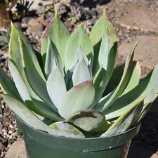Dudleya 'Pulverulenta'