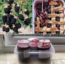 Wild Blackberry | 50+ seeds | Bramble | Easy Jam | Same Day Dispatch
