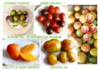 Graines tomates rares 5 variétés reproductibles ( 20 graines par variété)