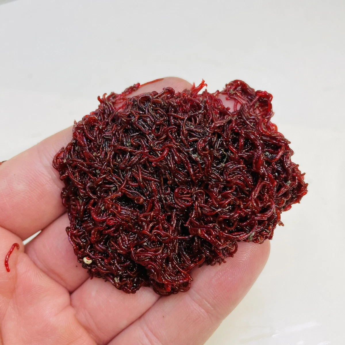 Small Live Bloodworm 100g - NO water - Best value - Fish Food - Frogs -  Axolotls